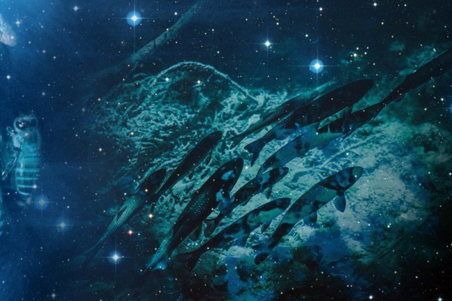 Fünfteiliges Kompendium: Schwarmintelligenz