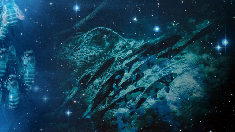 Schwarmintelligenz-Qiio